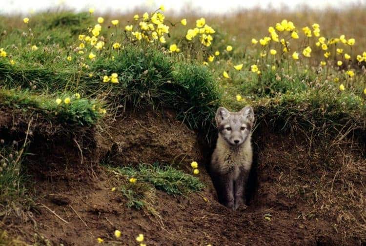 Arctic foxes ‘grow’ their own gardens – Focusing on Wildlife How Big Is A Fox Den