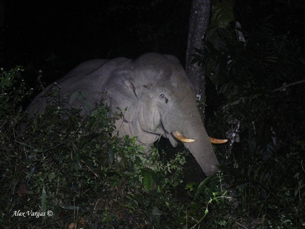Elephant At Night