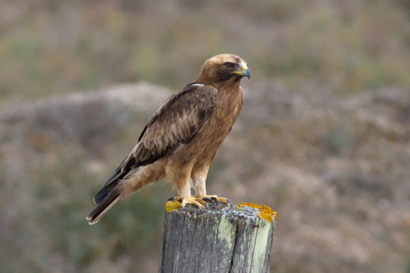 Booted-Eagle-post_5377.jpg