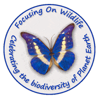 Focusing on Wildlife butterfly image
