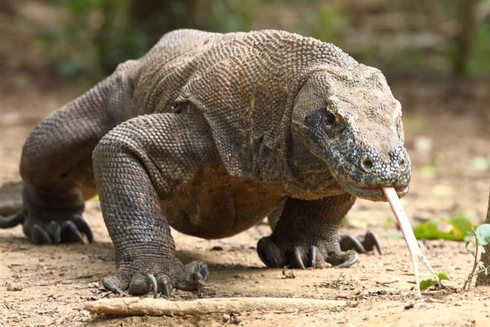 Komodo Dragon By Adam Riley – Focusing On Wildlife