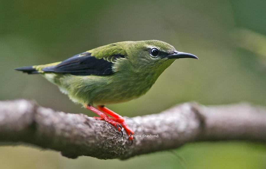 dsc5226-red-legged-honeycreeper-costa-rica-focusing-on-wildlife