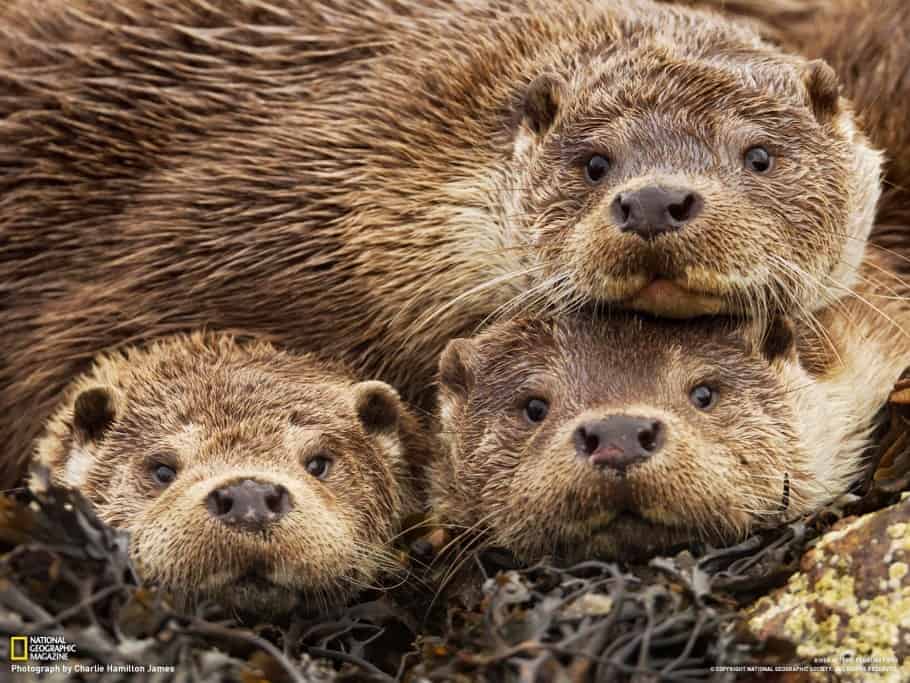 http://focusingonwildlife.com/news/wp-content/uploads/2013/10/Giant-River-Otters.jpg