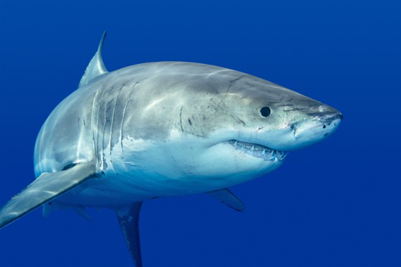 Why is the great white shark endangered?