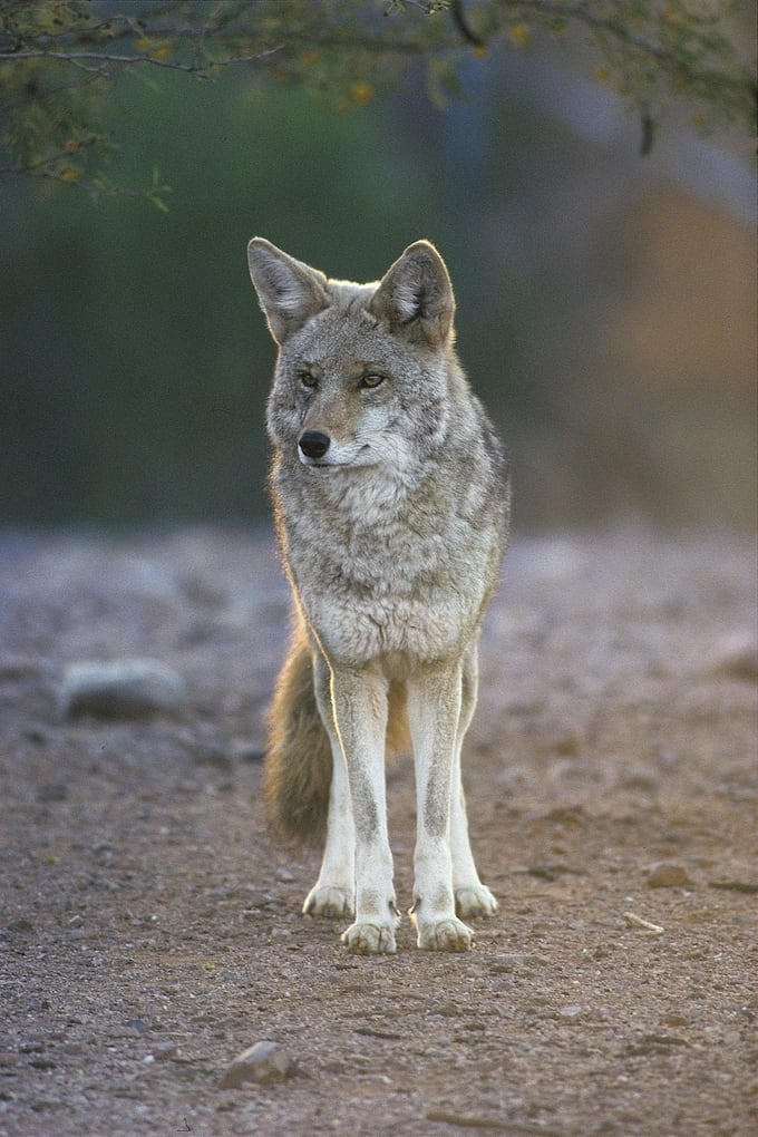 Wildlife-killing Contests Targeting Nongame Animals Banned by ...