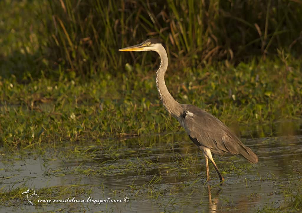 Garza Mora White Necked Heron Ardea Cocoi Focusing On Wildlife