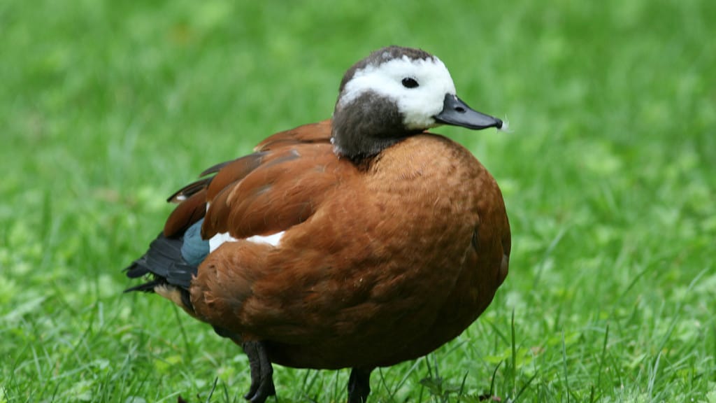 South African Shelduck Tadorna cana – Focusing on Wildlife