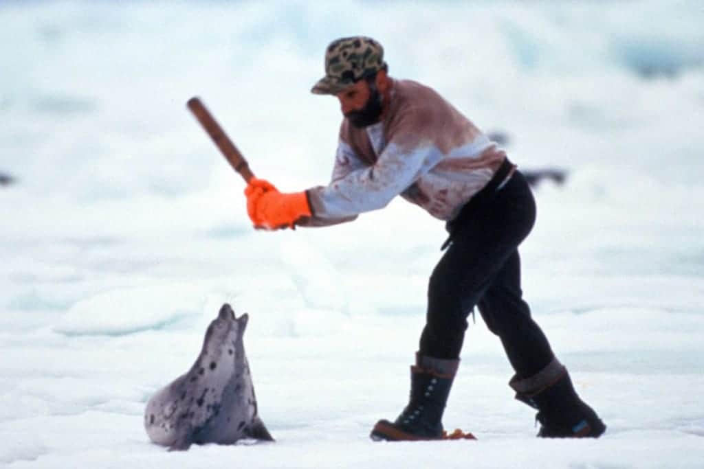About the canadian seal hunt : the humane society of the 
