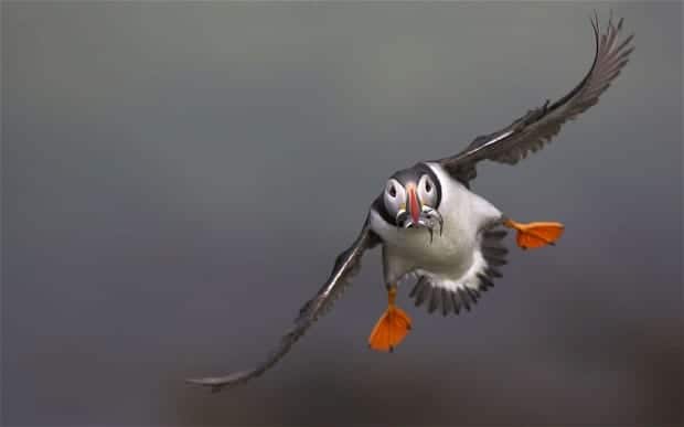 Image result for flying bird gif pic