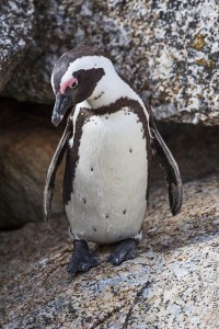 African Penguin Spheniscus demersus 