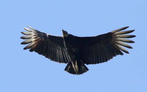 Black Vulture (Coragyps Atratus)