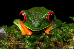 Red-eye Tree Frog