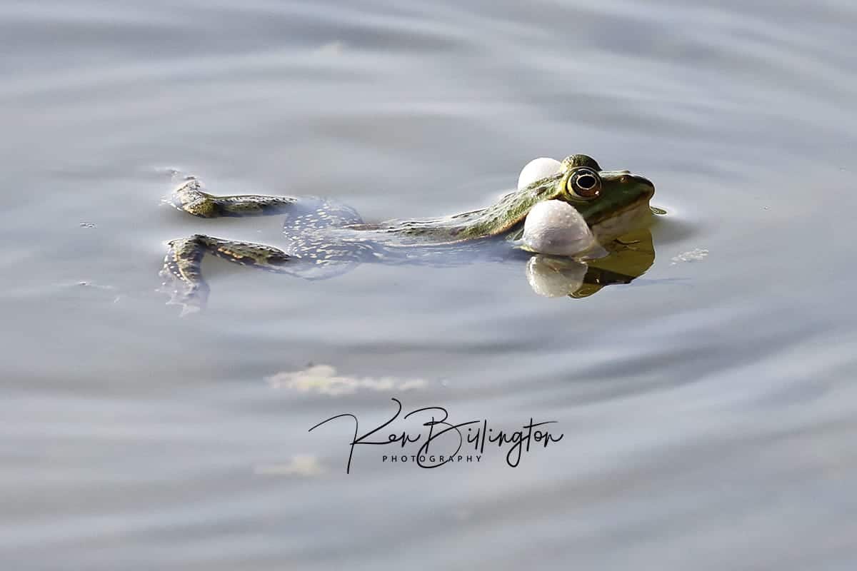 Blowing Bubbles – Frog