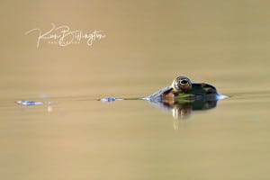 Frog at Eye Level