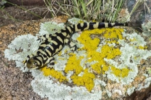 Barred Tiger Salamander