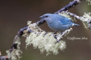 Azure-shouldered Tanager Thraupis cyanoptera 