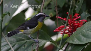 Bananaquit (Coereba flaveola) 