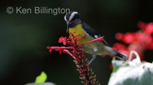 Bananaquit (Coereba flaveola) 