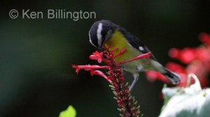 Bananaquit (Coereba flaveola) 