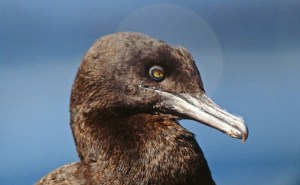Bank Cormorant Phalacrocorax neglectus 