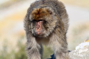 Barbary Macaque Macaca sylvanus 