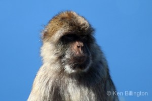 Barbary Macaque Macaca sylvanus 