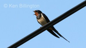 Barn Swallow (Hirundo rustica) 