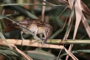 Adult Basra Reed Warbler