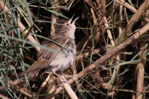 Adult Basra Reed Warbler