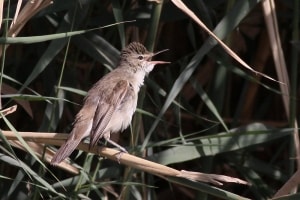 Adult Basra Reed Warbler