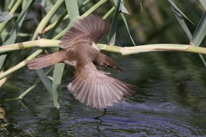 Adult Basra Reed Warbler