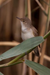 Adult Basra Reed Warbler