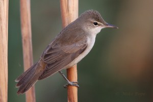 Adult Basra Reed Warbler