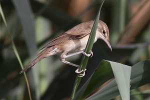 Juvenile Basra Reed Warbler