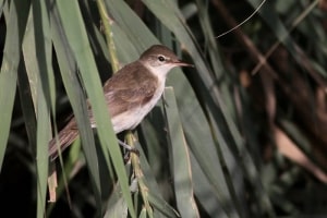 Juvenile Basra Reed Warbler