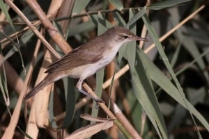 Juvenile Basra Reed Warbler