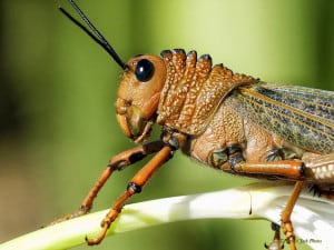 Locust at Rest