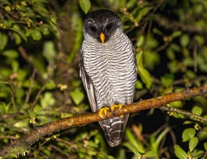Black and White Owl