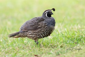 California Quail (Callipepla Californica)