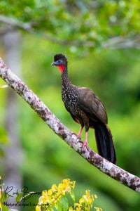 Crested Guan