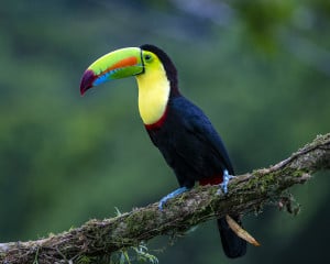 Keel-billed Toucan