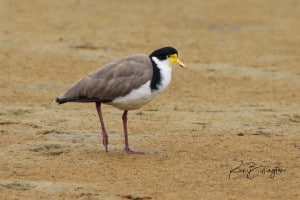 Spur-winged Plover Vanellus Miles Novaeholl.