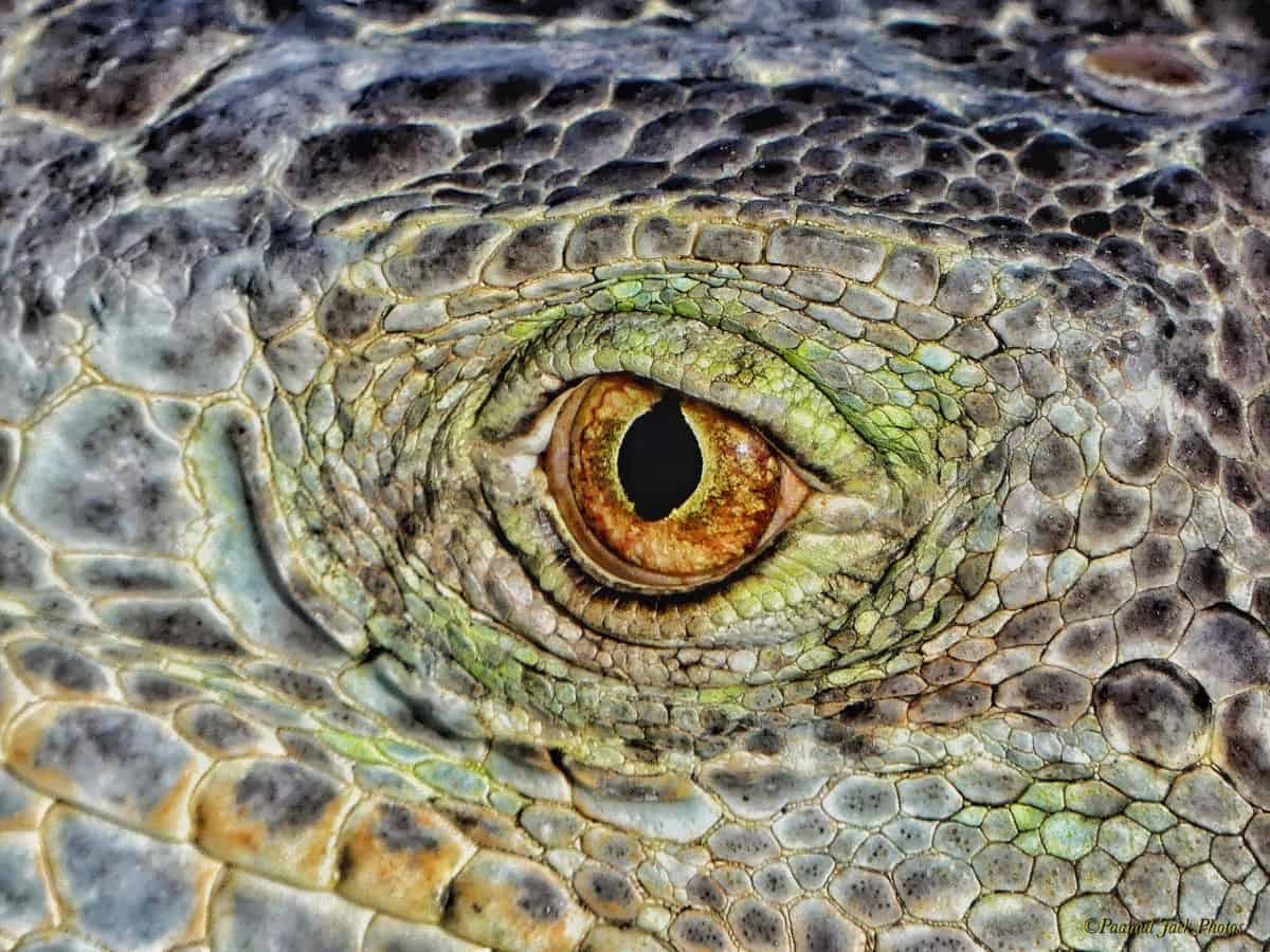 Eye of a Yucatan Iguana
