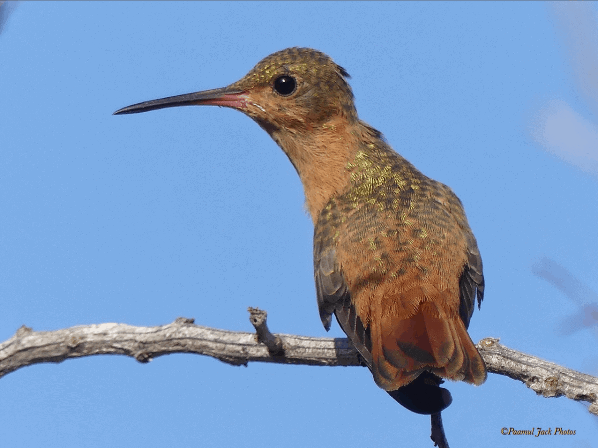 Juvenile Cinnamon Hummingbird (Amazilia)