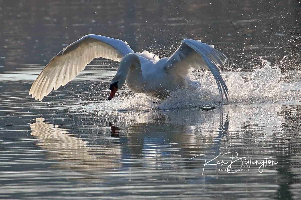 Making a Splash – Mute Swan