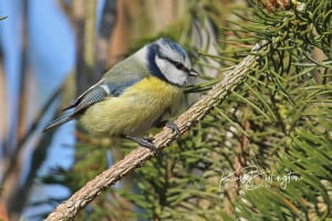 Enjoying the Sunshine - Blue Tit