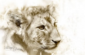 Lion Cub