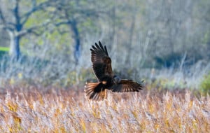 Marsh Harrier Returns to the Nest