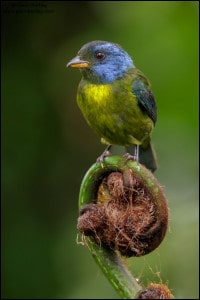 Moss-backed Tanager