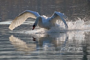 Making a Splash - Mute Swan